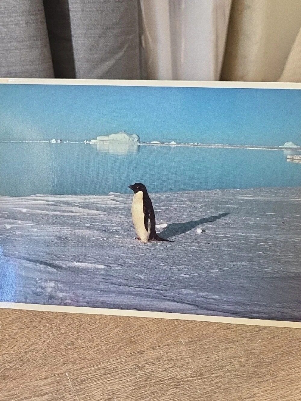 Penguin Photo Folded Greeting Cards Set - Blue Colorway